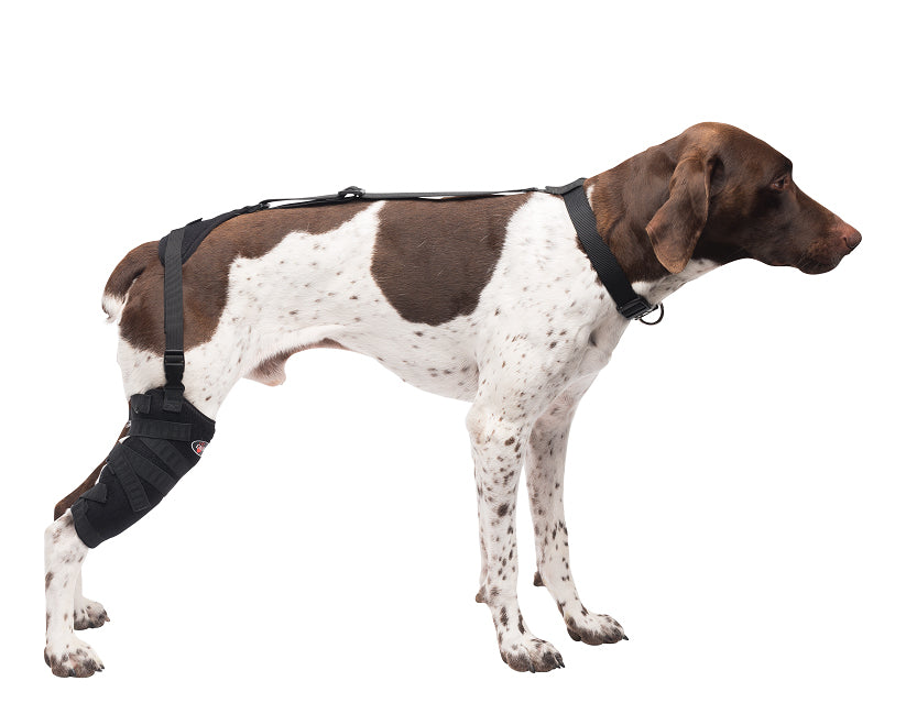 
                  
                    Medium Tall Stifle Pet Therapy Wrap
                  
                