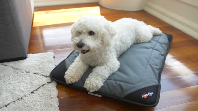 
                  
                    Load and play video in Gallery viewer, Hot &amp;amp; Cold Pet Bed Insert
                  
                