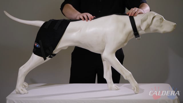 
                  
                    Load and play video in Gallery viewer, Medium Hip Pet Therapy Wrap
                  
                