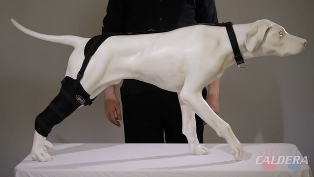 
                  
                    Load and play video in Gallery viewer, Medium Tall Stifle Pet Therapy Wrap
                  
                