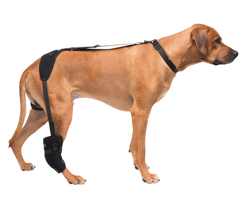 
                  
                    Large Tarsal Pet Therapy Wrap
                  
                