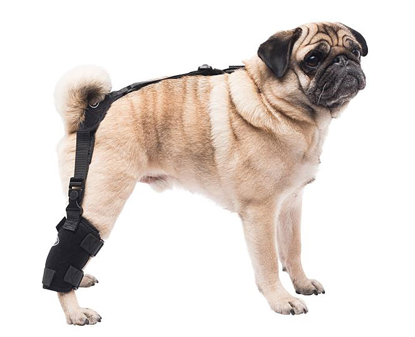 
                  
                    Small Universal Pet Therapy Wrap - Tarsal
                  
                